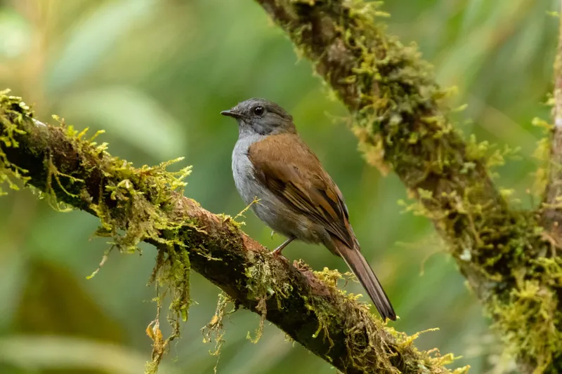 An Andean solitaire on a moss-draped branch in a cloud forest: gray head and breast, rufous-brown back and wings, luminous green background.