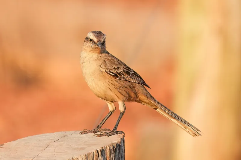 A chalk-browed mockingbird standing on a sawn stump in golden evening light, its white eyebrow glowing against a warm orange background.