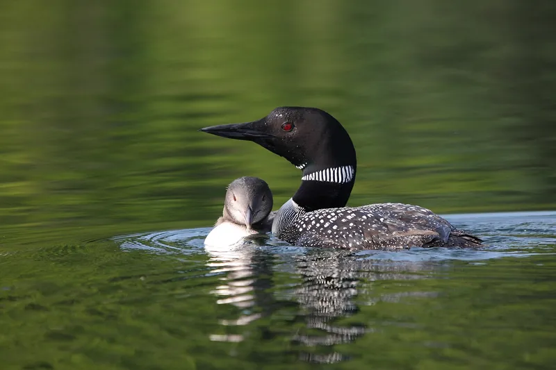 A common loon in breeding plumage gliding on dark green water with a fluffy chick beside it: black head, red eye, striped collar and white-spotted back.