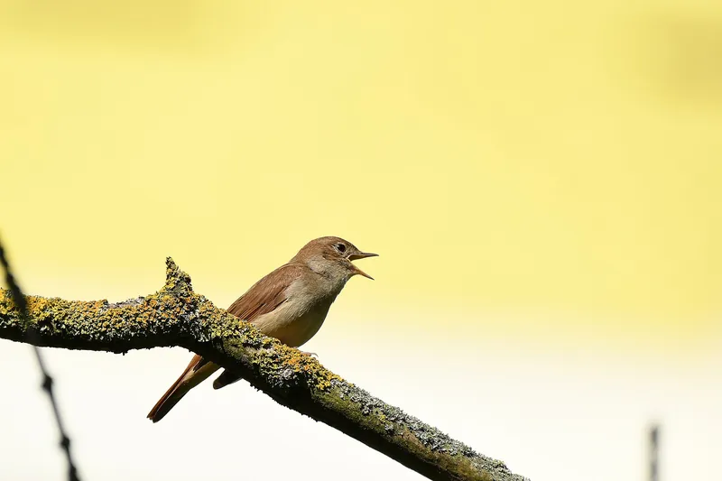 A common nightingale singing with its bill open, perched on a lichen-covered branch against a soft pale-yellow background.