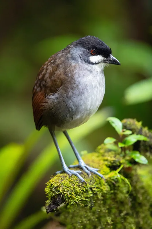A plump jocotoco antpitta standing on a mossy stump. Black crown, bold white cheek patch, gray breast and chestnut wings against deep green foliage.