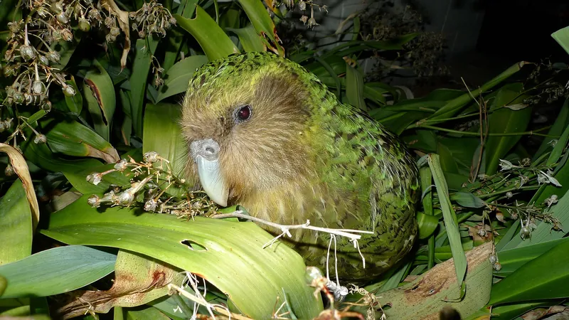 A kākāpō nestled among broad green lily leaves at night: moss-green mottled plumage, owl-like face and a pale gray beak.