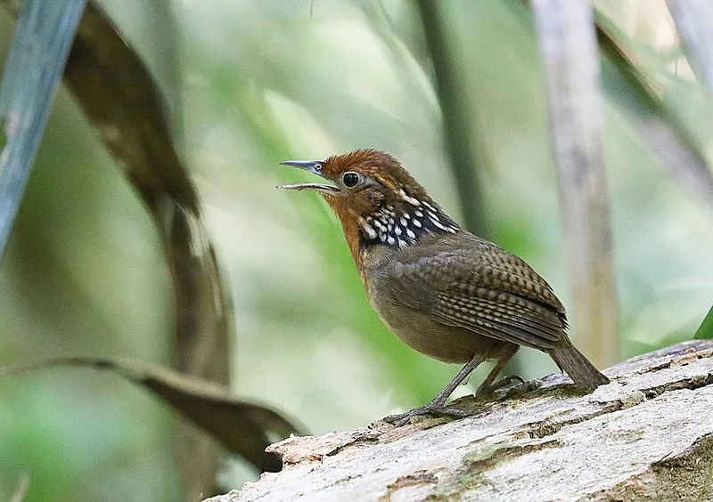 A musician wren singing with its bill open on a pale log. Rufous face, black-and-white streaked collar and barred brown wings against soft green foliage.