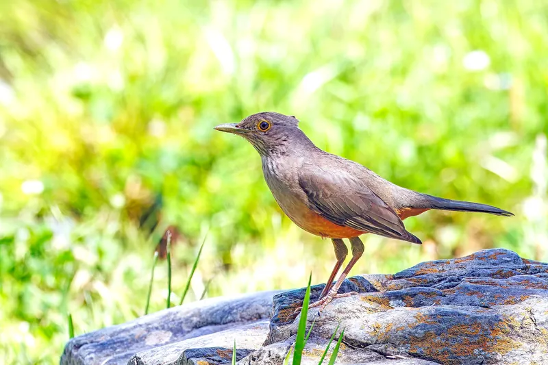 A rufous-bellied thrush standing on a lichen-spotted rock: gray-brown back, rufous-orange belly and yellow bill against bright green grass.