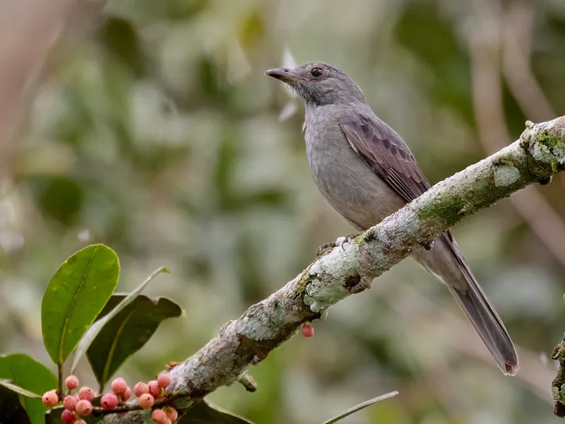 A plain gray screaming piha perched on a lichen-covered branch, with pink fig berries and glossy leaves in the lower left.