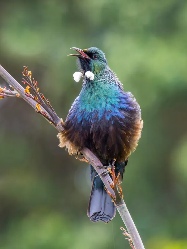 A tūī singing with its bill open, perched on a flax flower stalk. Its plumage shines blue, green and bronze, with two white tufts at the throat.