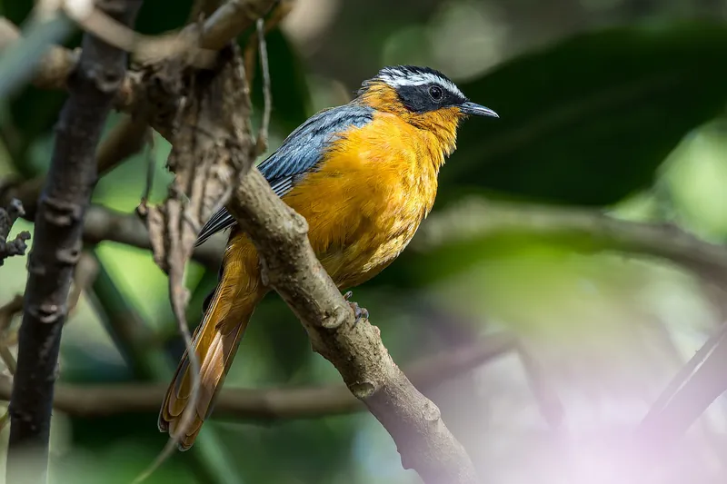 A white-browed robin-chat on a diagonal branch: black mask with a white brow, slate wings and glowing orange underparts against dark green forest.