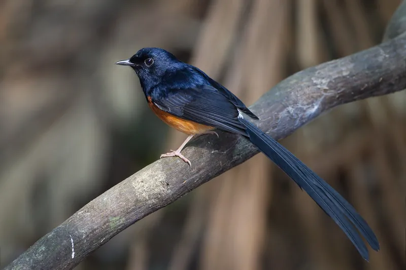A male white-rumped shama on a thick curved branch: glossy blue-black head and back, chestnut belly and a long black tail sweeping down to the right.